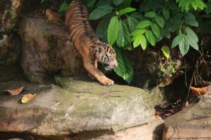 Read more about the article Anak Harimau Sumatera Tampil Perdana, Gubernur Lampung Resmikan Nama