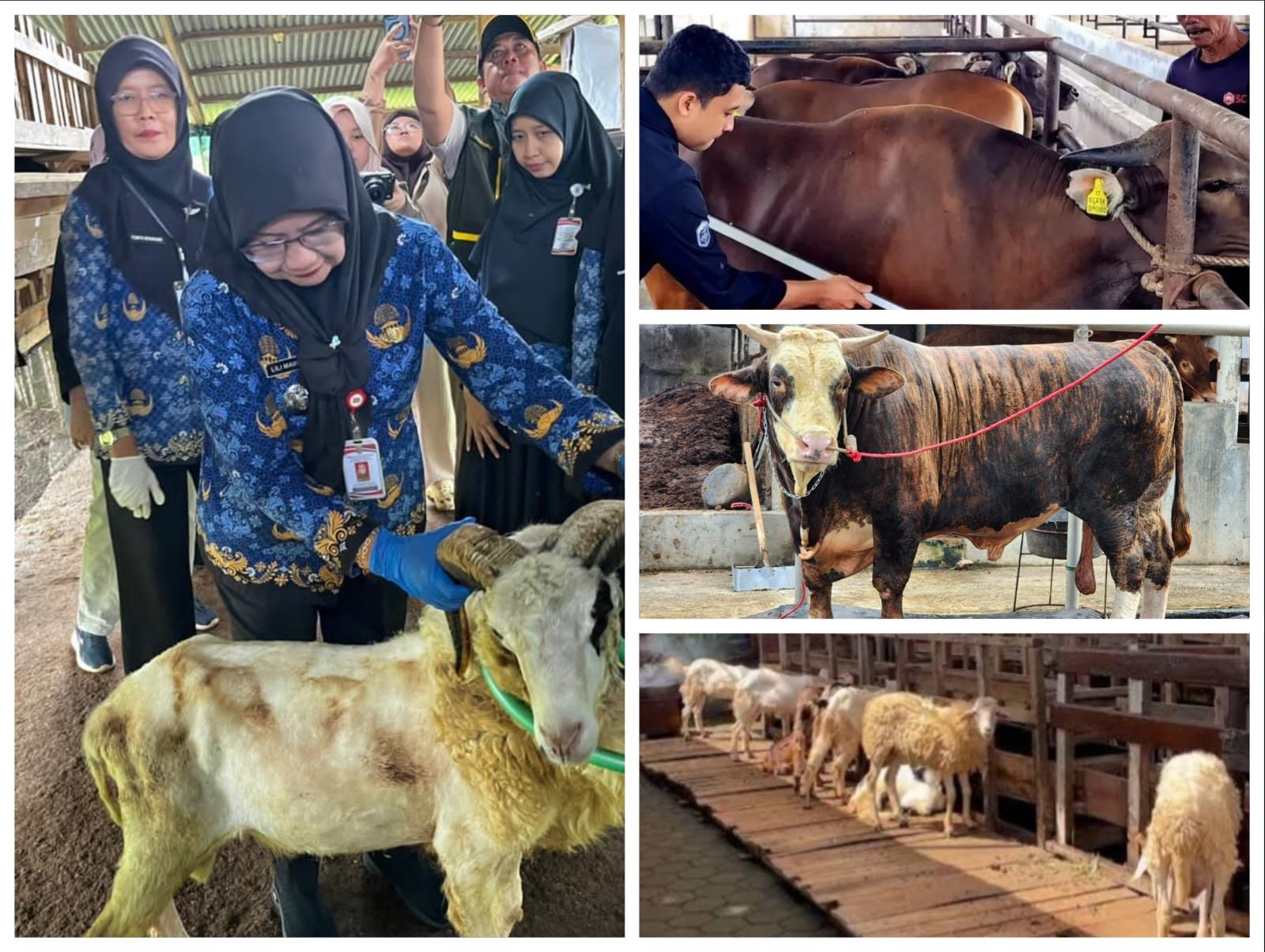You are currently viewing Penjualan Sapi Kurban Lampung 2026 Naik 40,15 Persen, Domba Melonjak 121,76 Persen