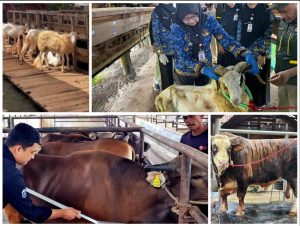 Read more about the article Antusiasme Berkurban Meningkat, Pemotongan Sapi di Lampung Tembus 24.986 Ekor